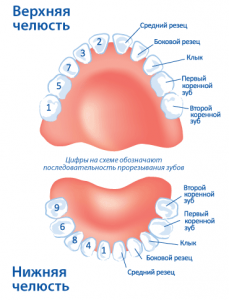 Развитие зубов у детей